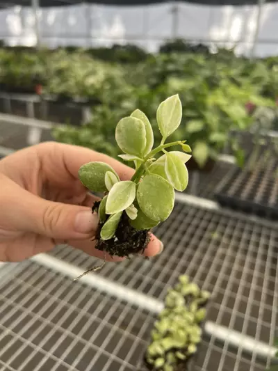 plant/Variegated dischidia oiantha starter plant growers choice-3-thumbnail