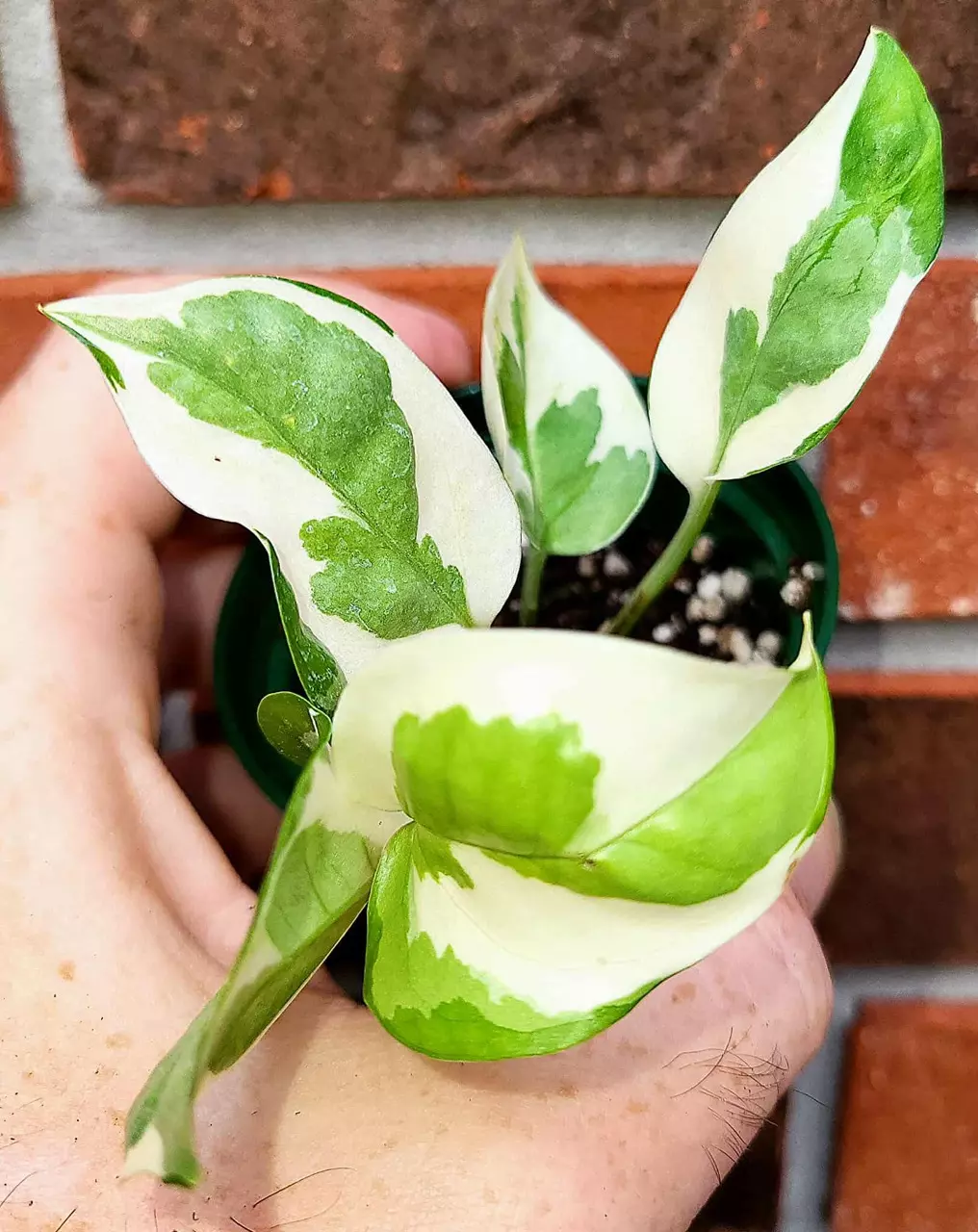 plant/Glacier Pothos-0