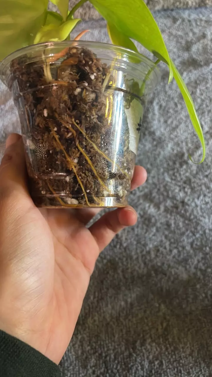 plant/Lemon Lime Philo-1