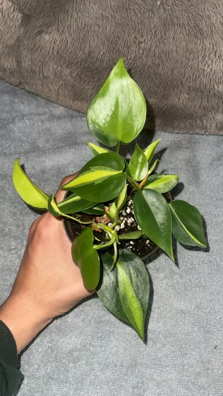 plant/Brazil Philo-1