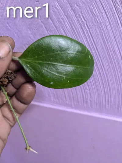 plant/Hoya merillii cuttings-2-thumbnail