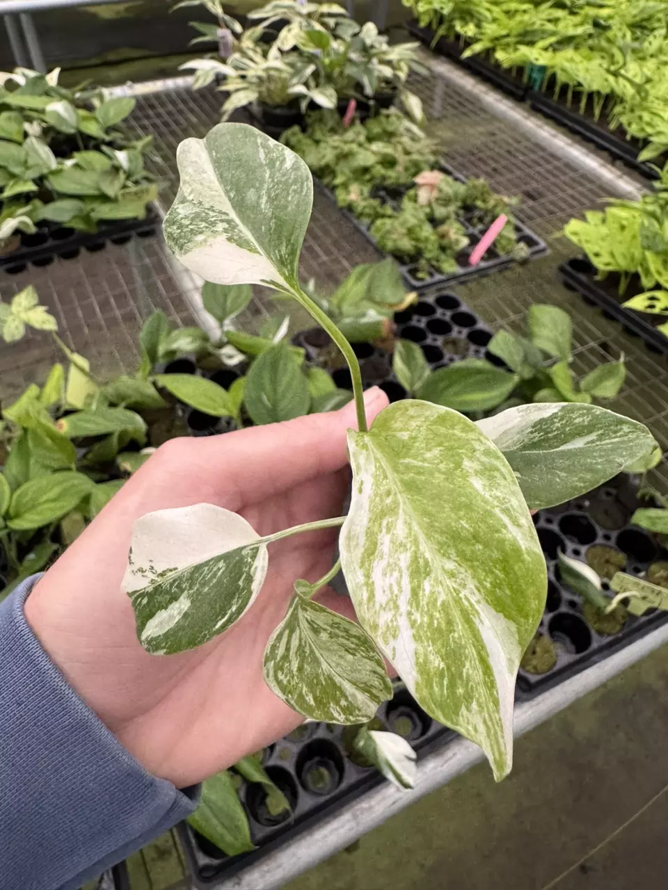 plant/Monstera Albo starter plant growers choice-1