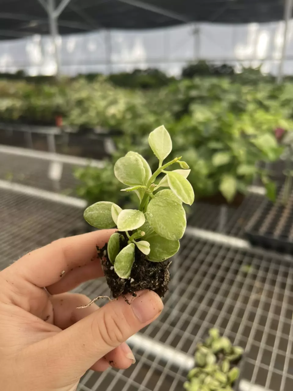 plant/Variegated dischidia oiantha starter plant growers choice-1