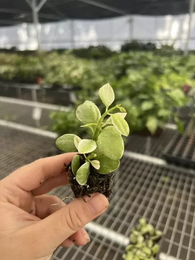 plant/Variegated dischidia oiantha starter plant growers choice-1-thumbnail