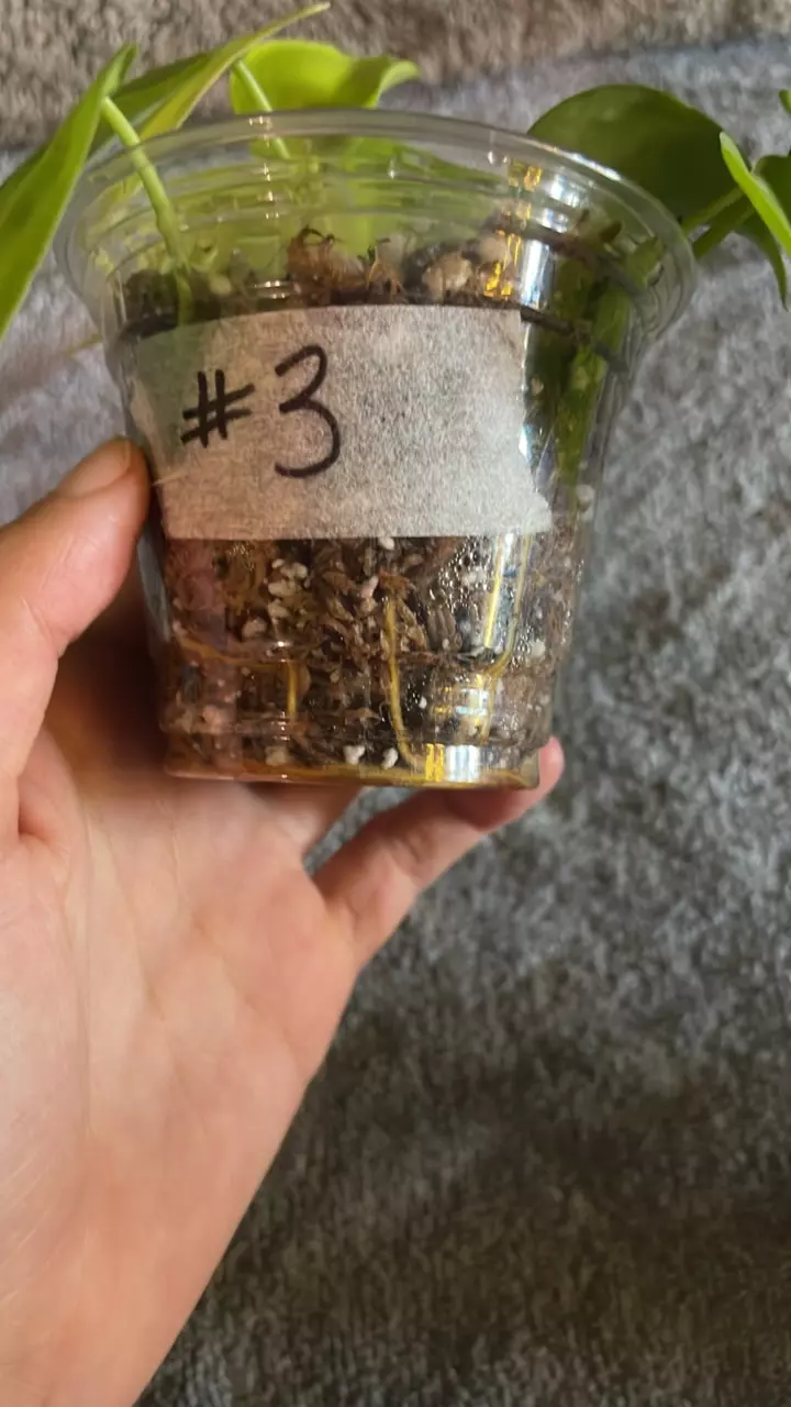 plant/Lemon Lime Philo-3