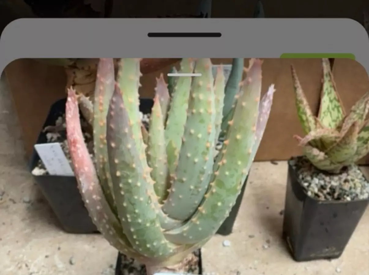 plant/Aloe rammossima-0