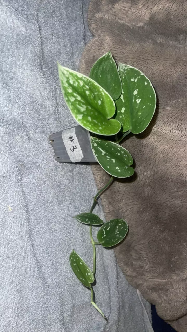 plant/Scindapsus pictus-0