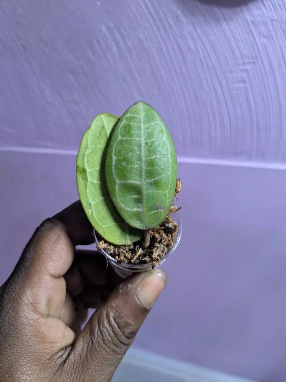 plant/Hoya eliptica splash-0