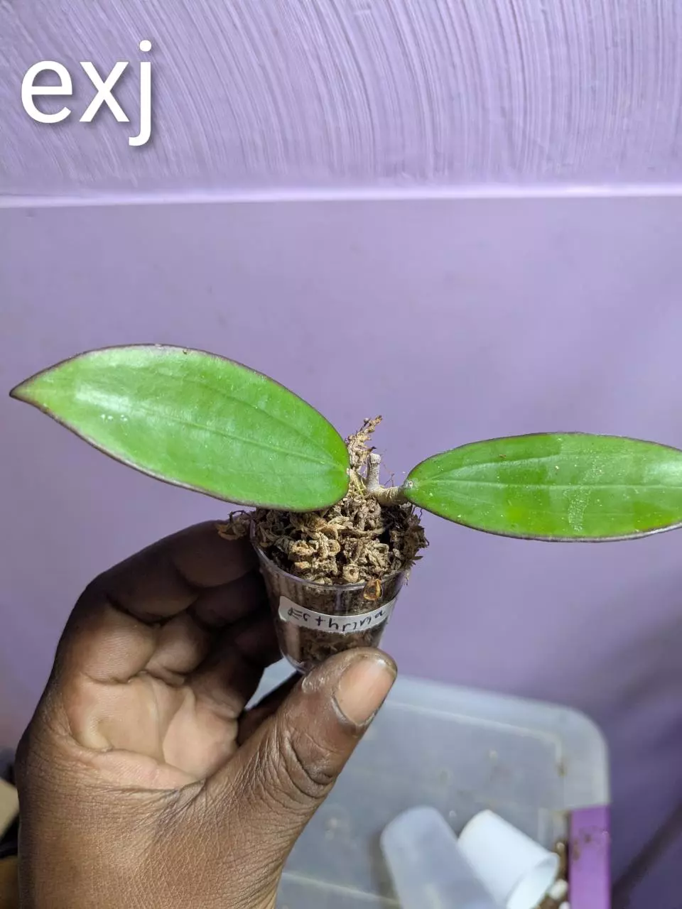 plant/Hoya erthria x Jennifer cutting-0