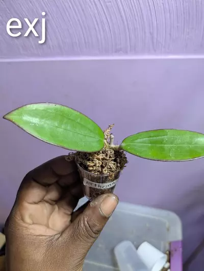 plant/Hoya erthria x Jennifer cutting-0-thumbnail