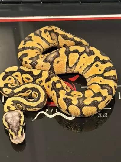 plant/Puzzle YB Orange Dream Super Pastel Het Candy Het Pied-0-thumbnail