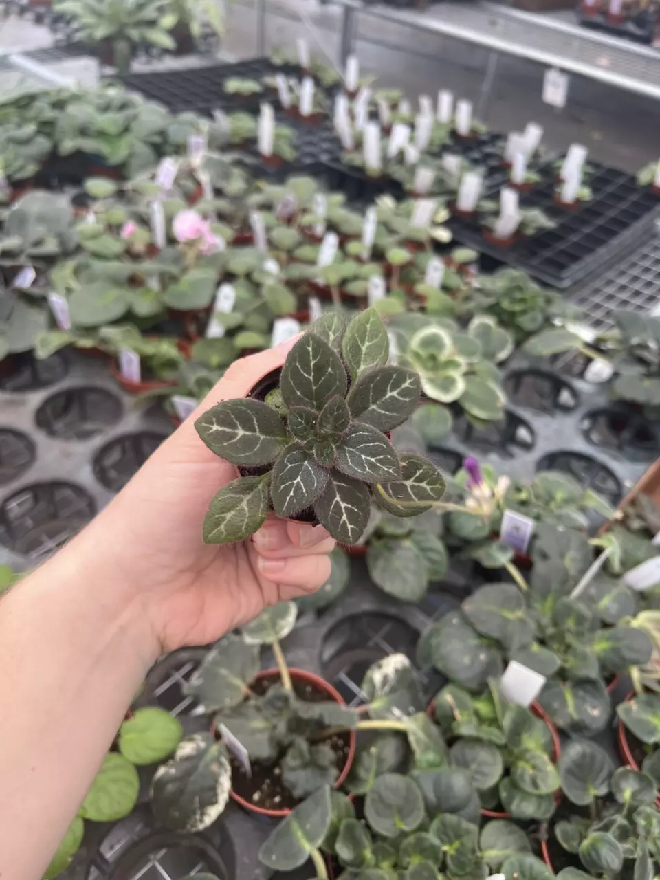 plant/Primulina sinovietnamica starter plant growers choice-7