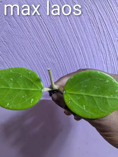plant/Hoya sp mahaxay laos-0-thumbnail