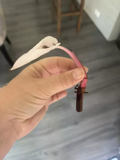 heat_pack/Red Anderson Philo top cut-0-thumbnail