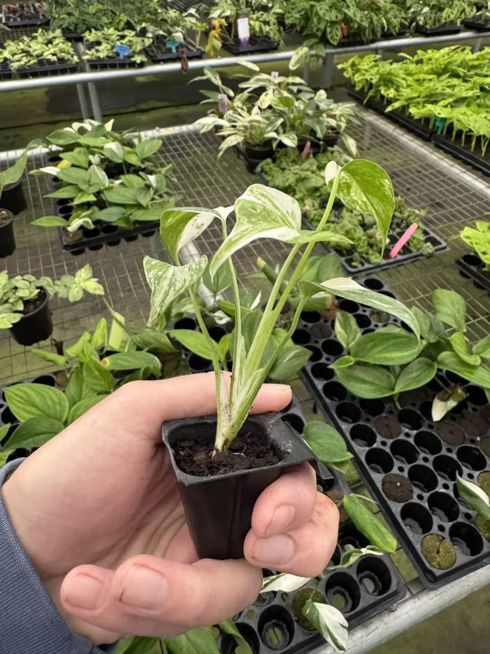 plant/Monstera Albo starter plant growers choice-7