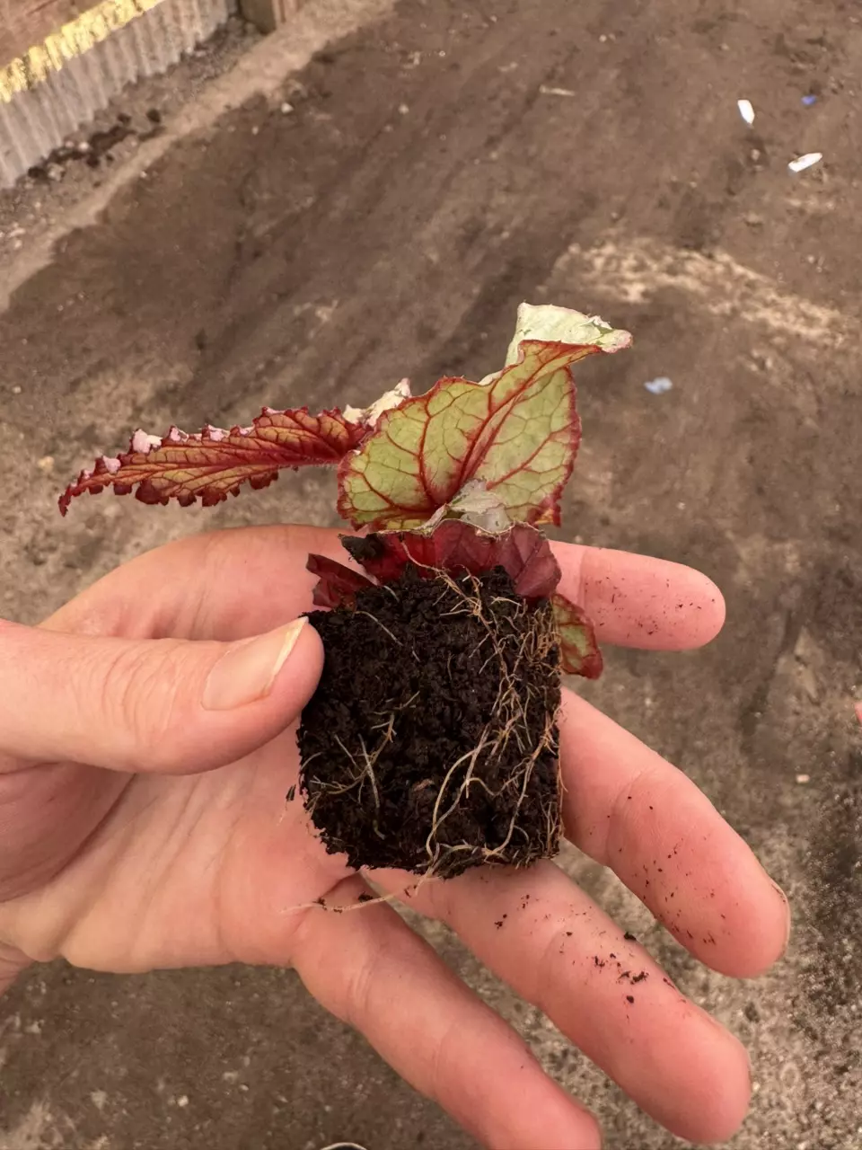 plant/Sri Lanka begonia starter plant growers choice-7