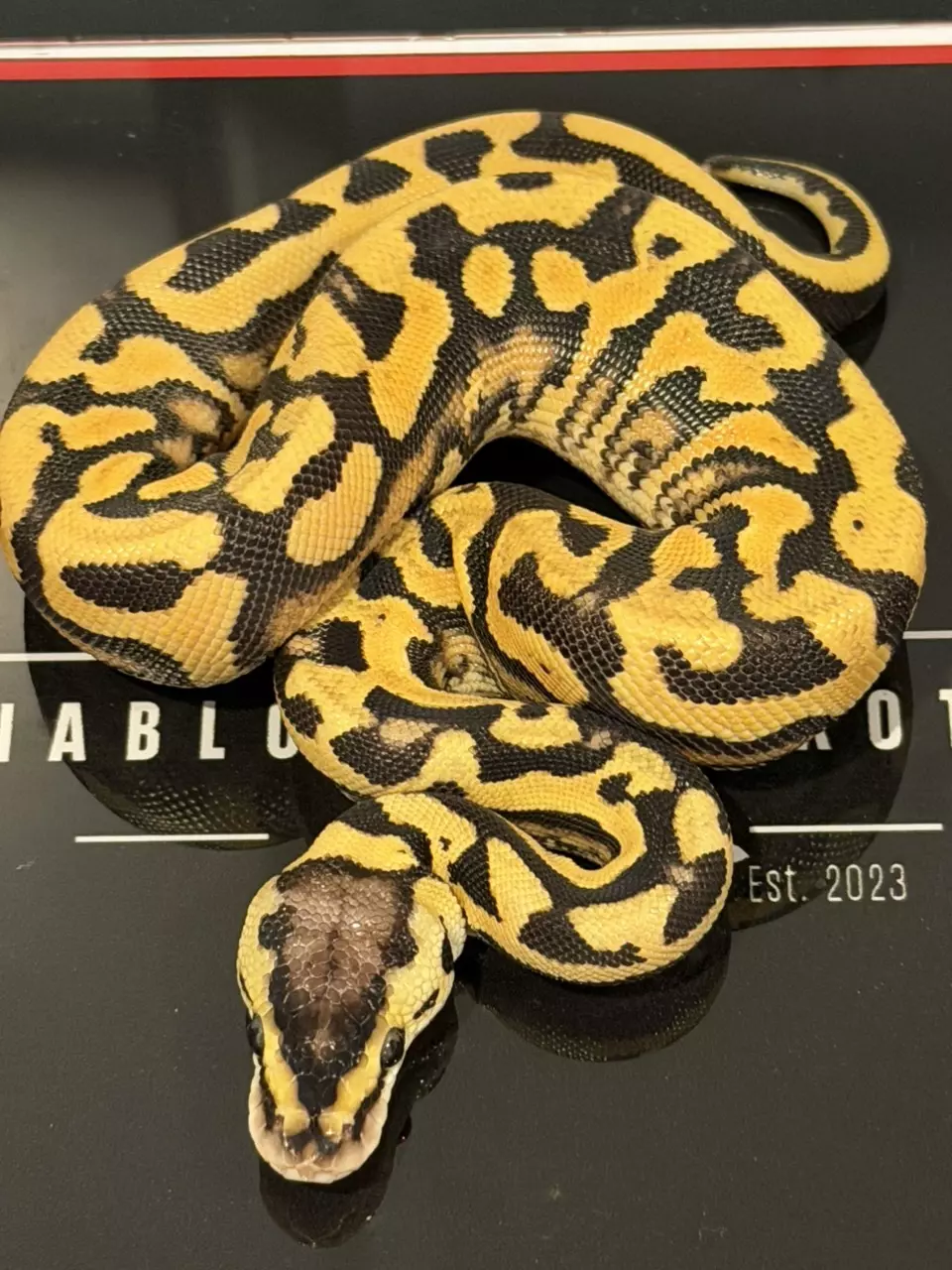 plant/Puzzle Orange Dream YB Super Pastel Het Candy Het Pied-0