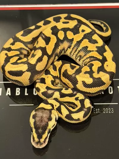 plant/Puzzle Orange Dream YB Super Pastel Het Candy Het Pied-0-thumbnail