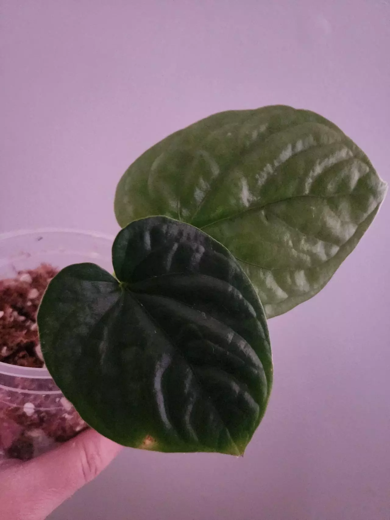 plant/☆Rare☆ An. Debile offset 0206 ☆2 Day Upgrade mandatory-0