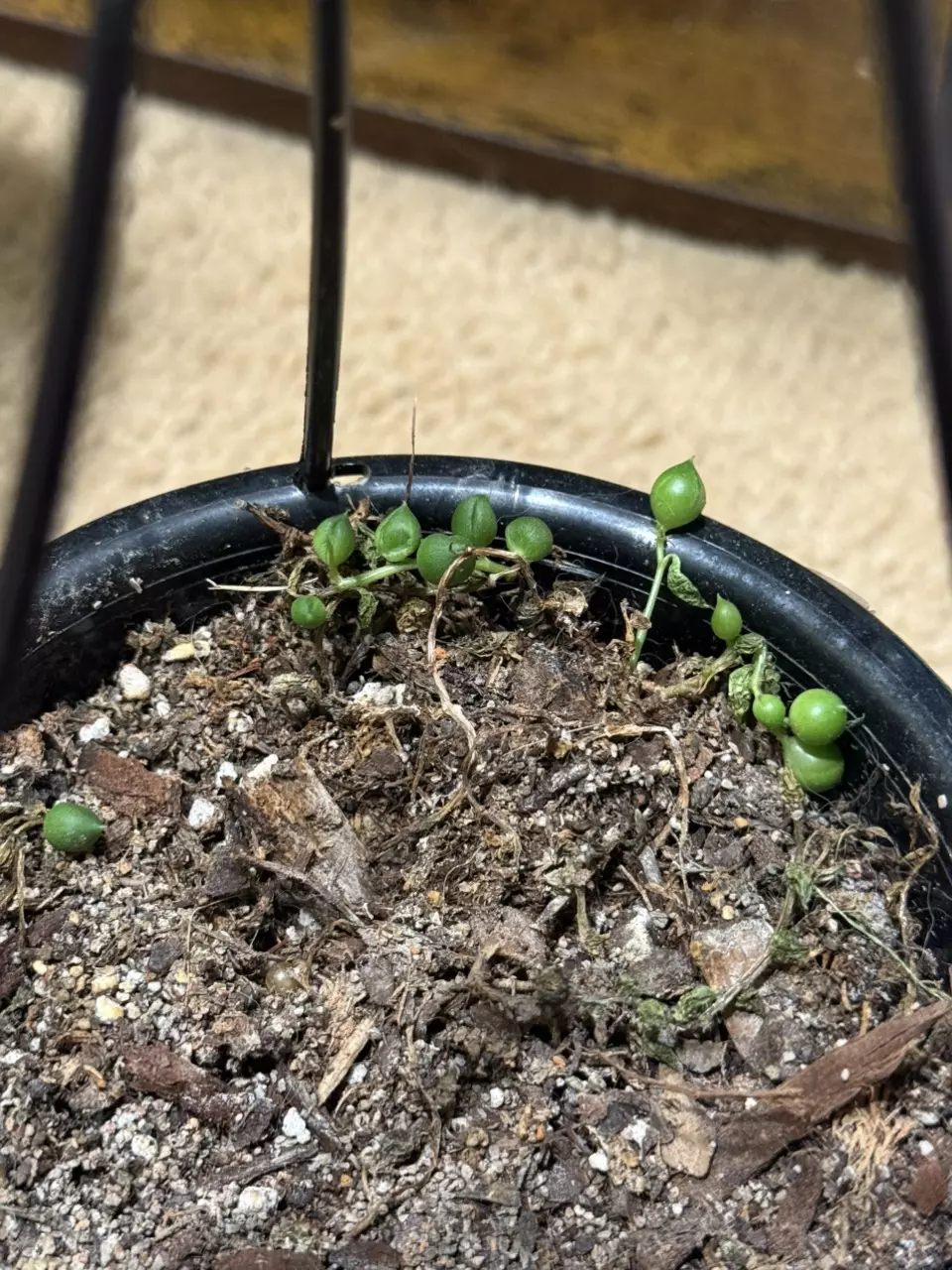 plant/String of Pearls rehab-0