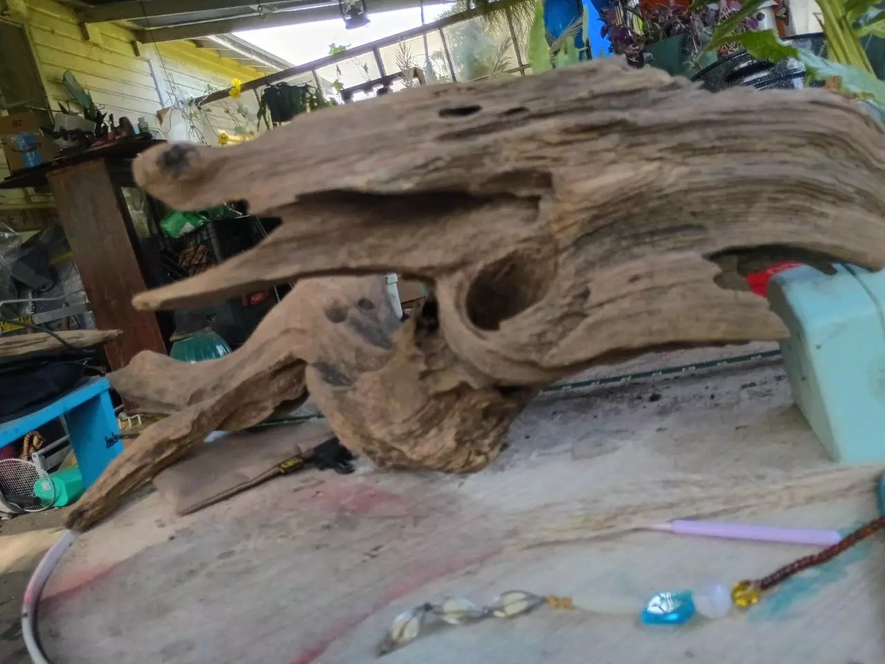 plant/Raw driftwood Sea Beast-4