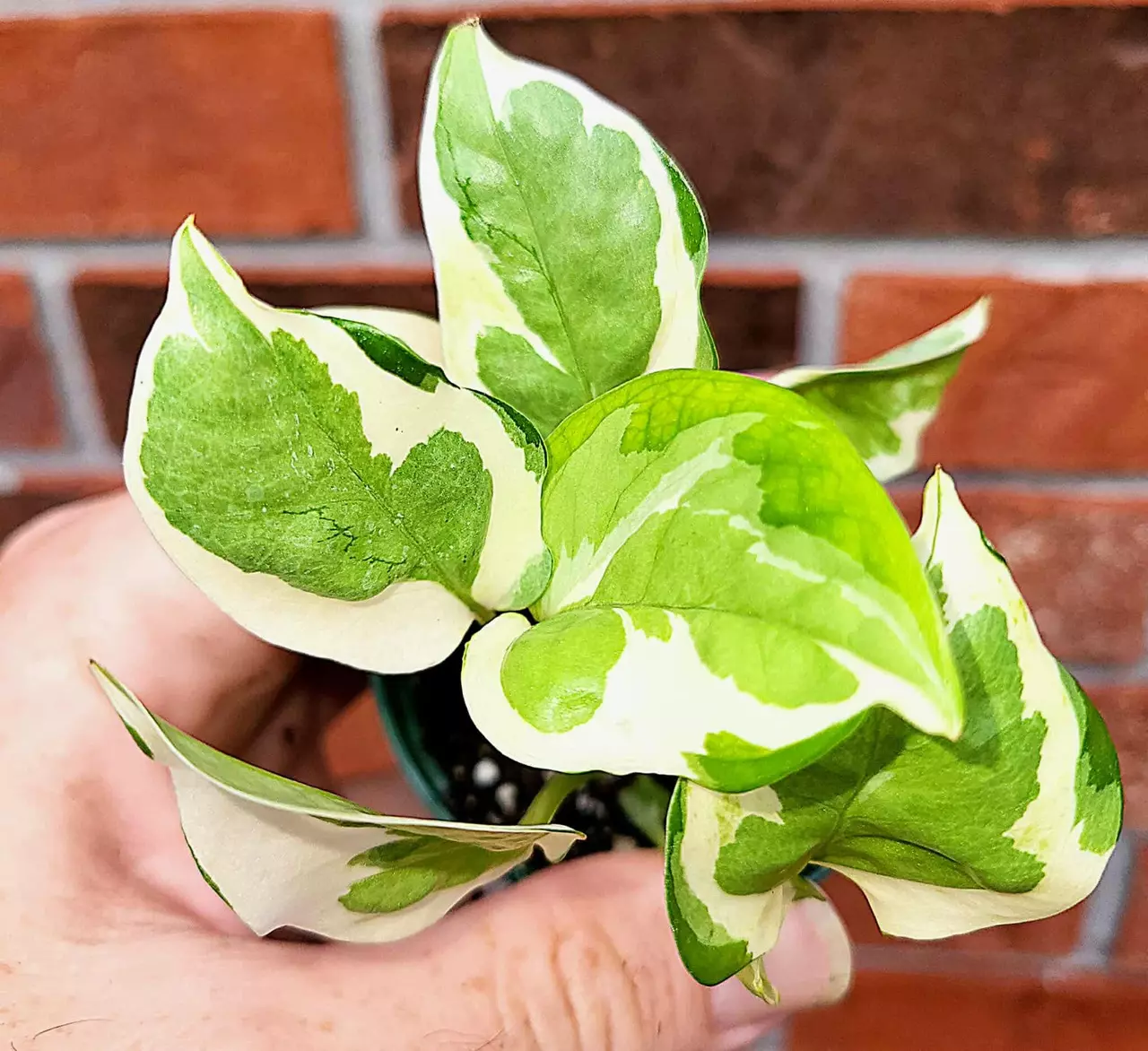 plant/Glacier Pothos-0