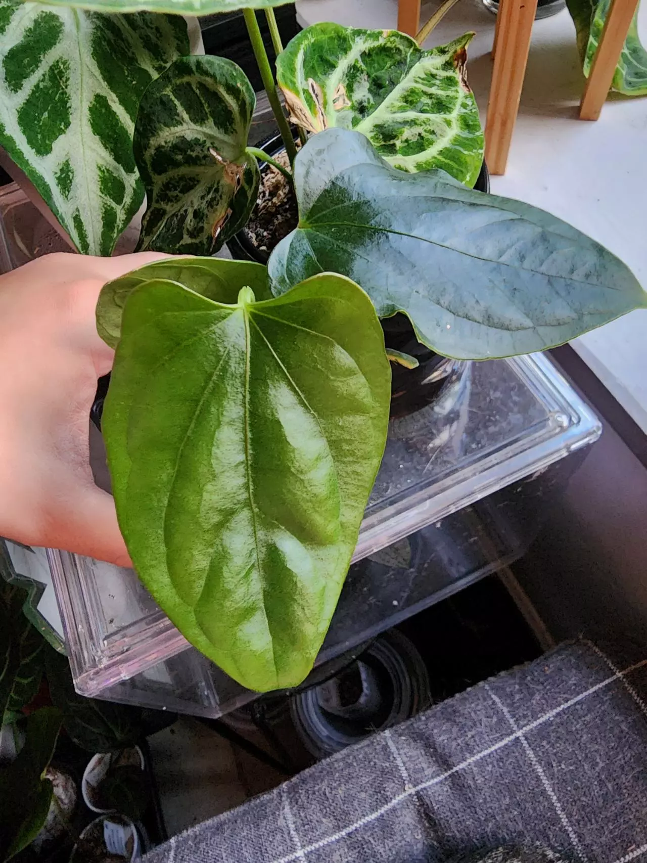 plant/☆RARE☆ An. Debile Wide sinus! ☆2-Day Shipping upgrade Mandatory-0