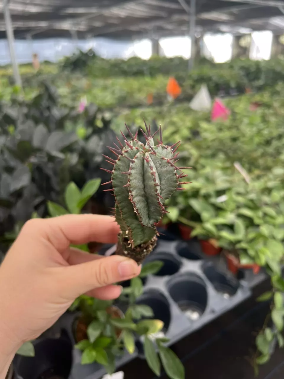 plant/euphorbia horrida noorsveldensis starter plant growers choice-1