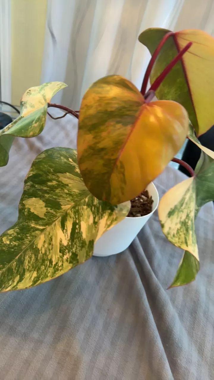 plant/Mature strawberry shake-1