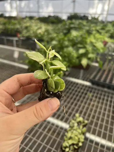 plant/Variegated dischidia oiantha starter plant growers choice-4-thumbnail