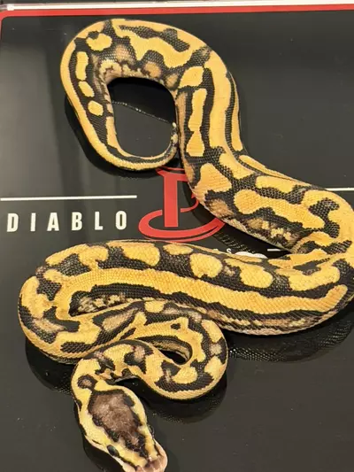 plant/Puzzle Pastel YB Het Candy - shed test confirmed.-0-thumbnail