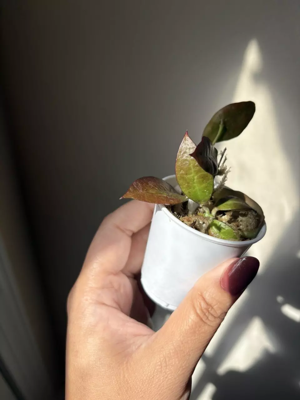 plant/Hoya Walliniana Sunstressed (Fresh Cut)-2