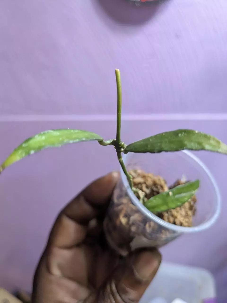 plant/Hoya poonsak cuttings-0
