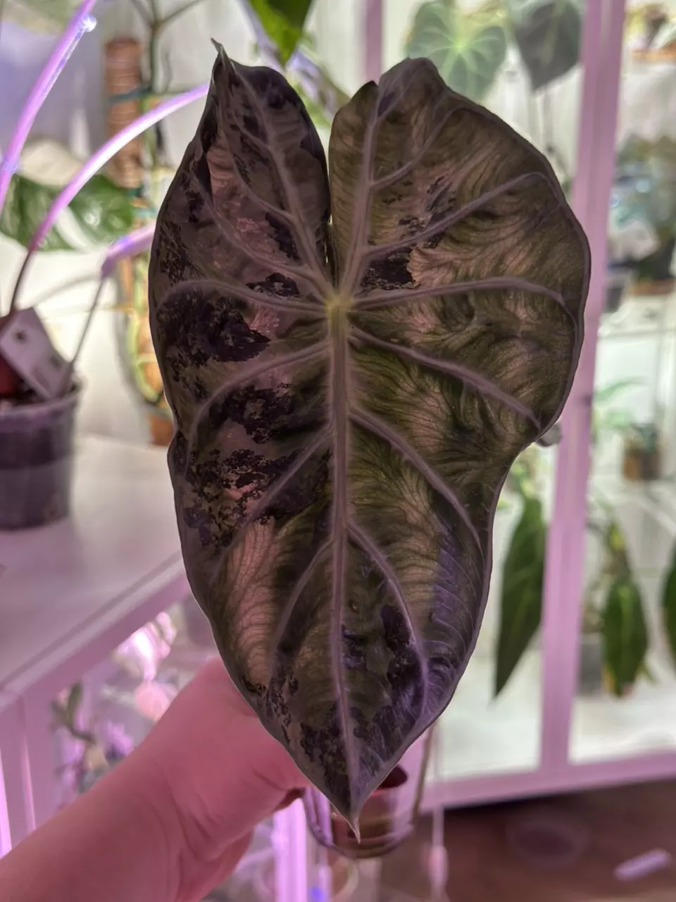 plant/Alocasia Pink Naroibi / CORM (has produced stunning babies!) Mama NFS-0