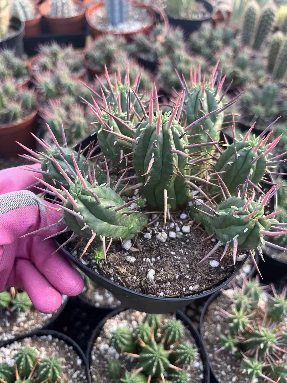 plant/Euphorbia ferox starter plant growers choice-0