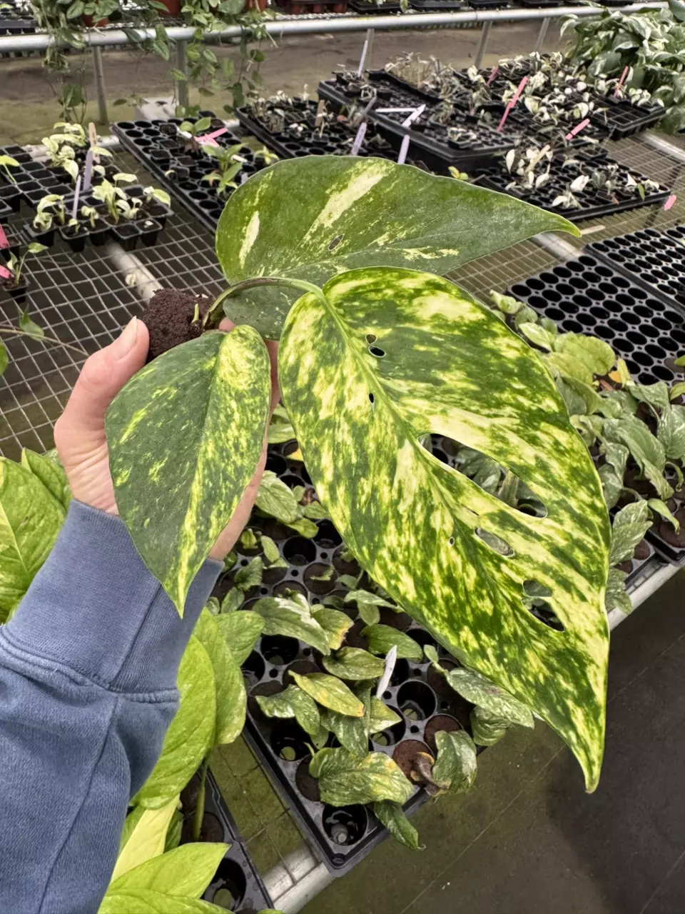 plant/Epipremnum pinnatum yellow flame starter plant growers choice-1