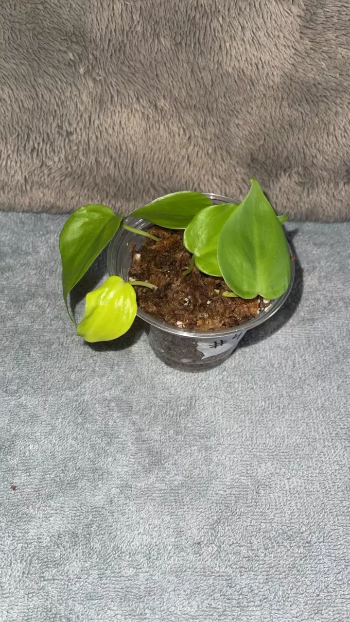 plant/Lemon lime Philo-0