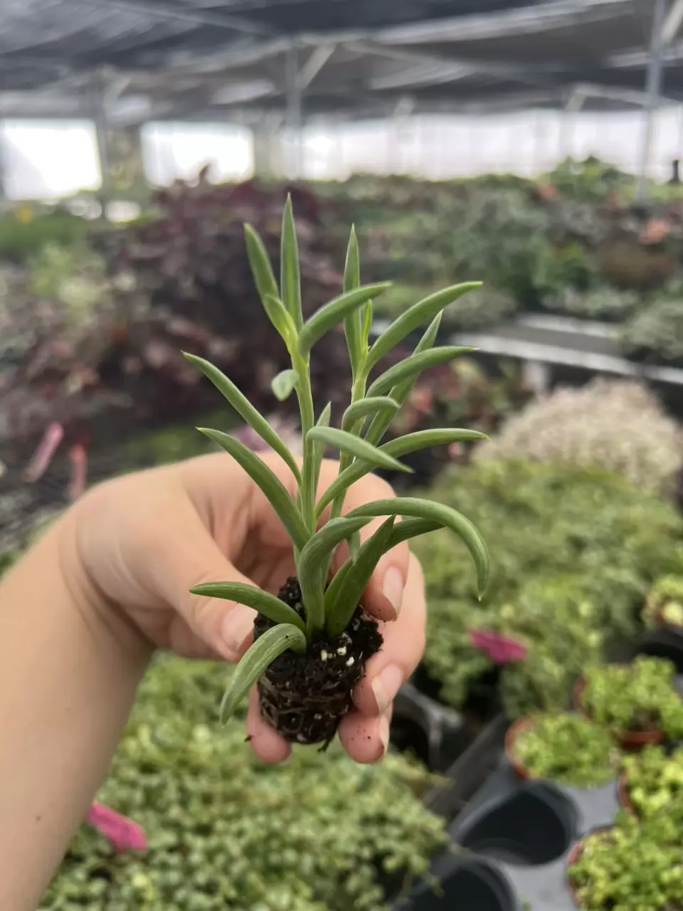 plant/Senecio fish hooks starter plant growers choice-1