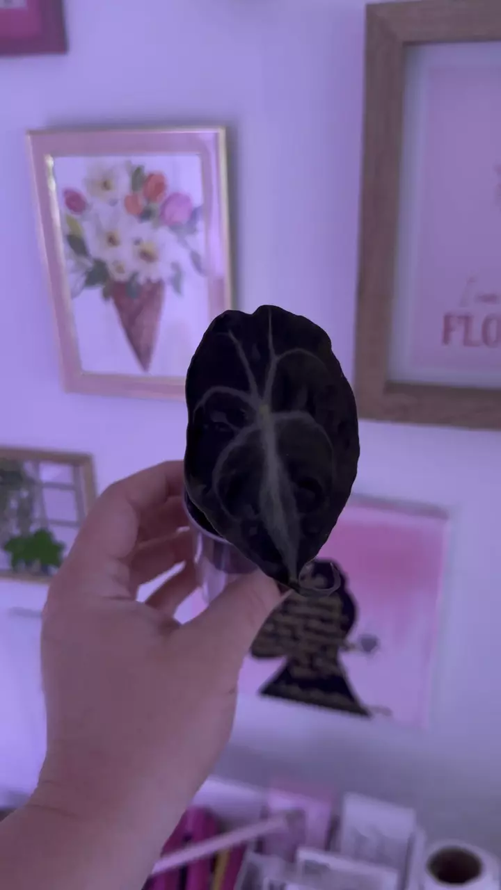plant/Alocasia Venom-0