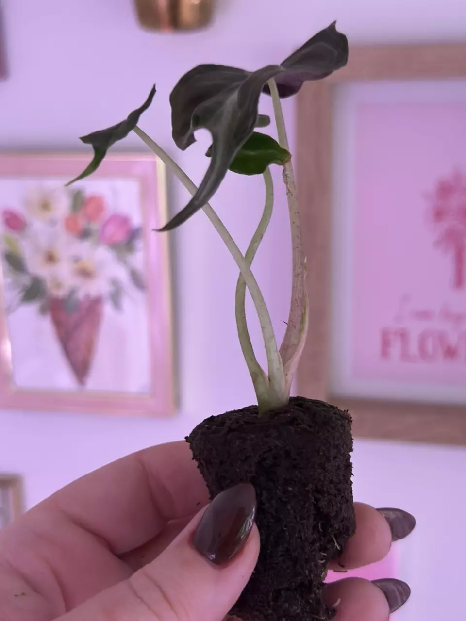 plant/Alocasia Venom - ships in plug-1