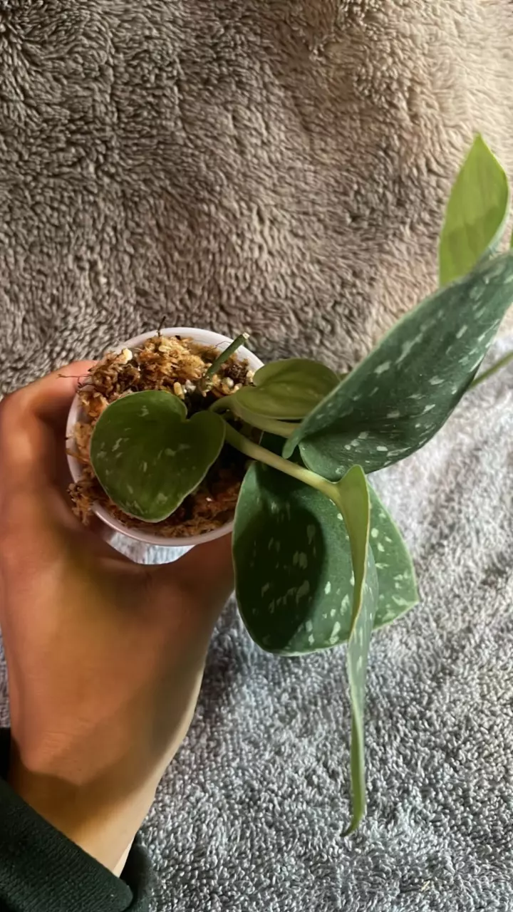plant/Scindapsus pictus-1