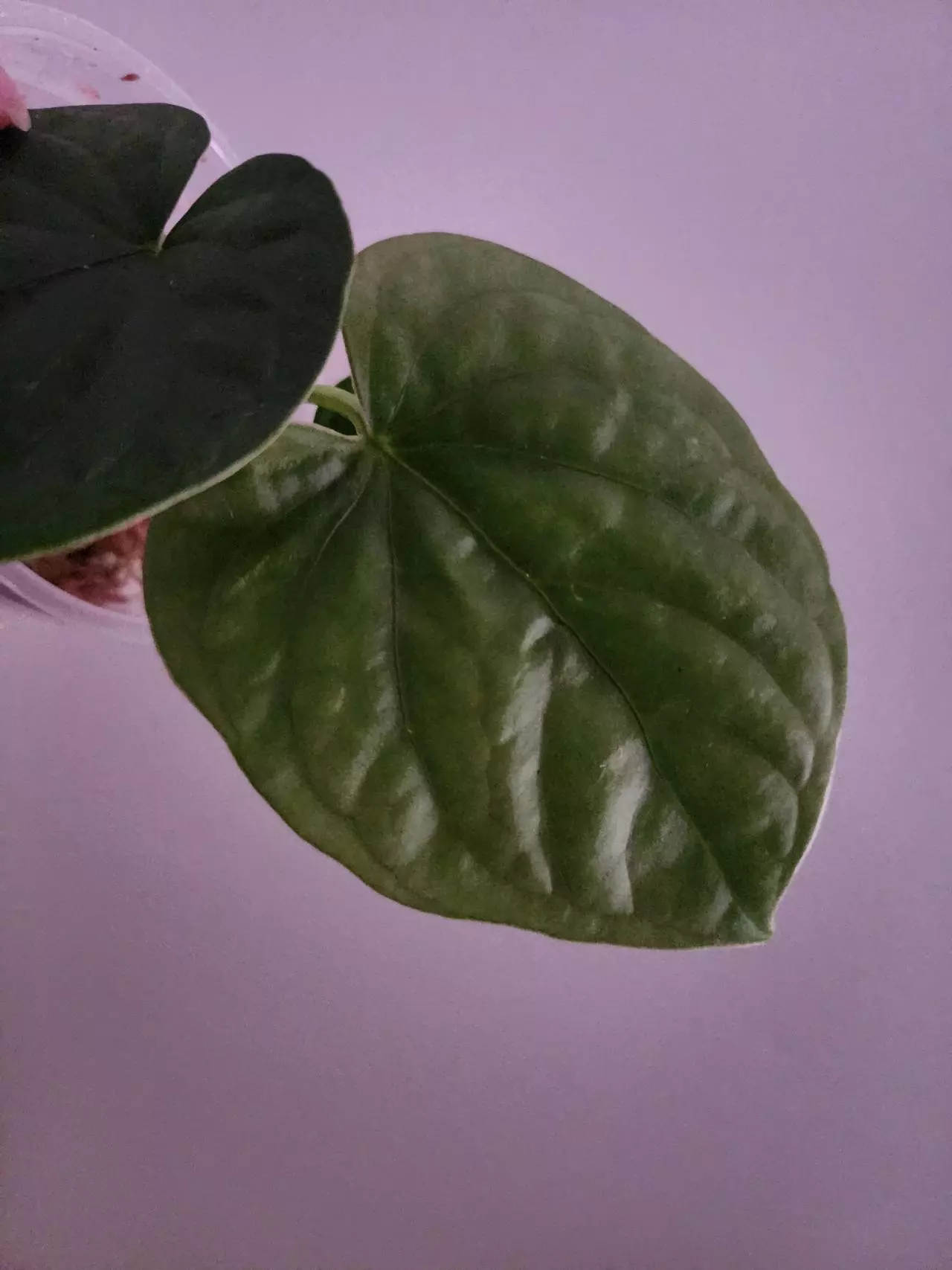 plant/☆Rare☆ An. Debile offset 0206 ☆2 Day Upgrade mandatory-1