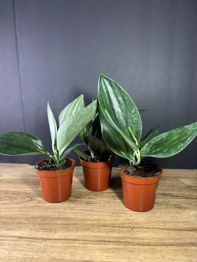 plant/Scindapsus Treubii Dark Form 3” - grower’s choice-2-thumbnail