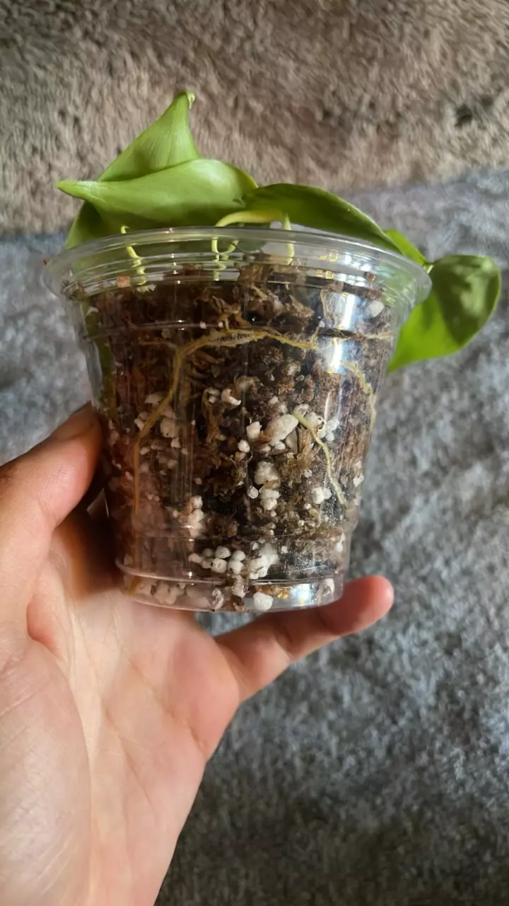 plant/Lemon lime Philo-1