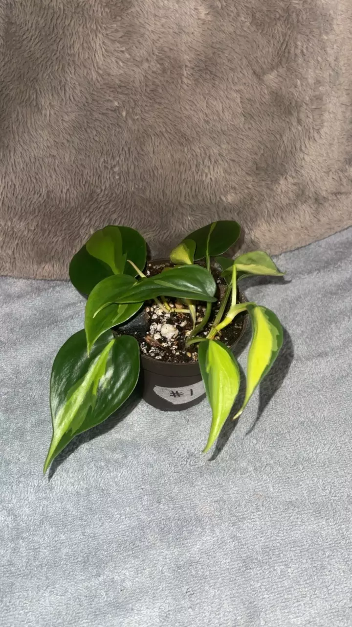 plant/Brazil Philo-0