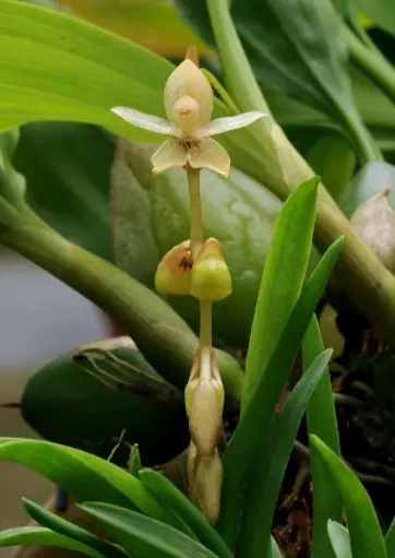 plant/#54 Coelogyne Chinesis-0