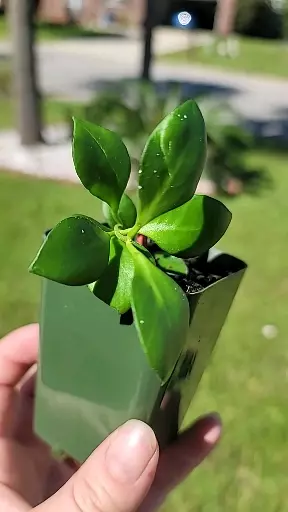 plant/Hoya heuschkeliana seedling-1