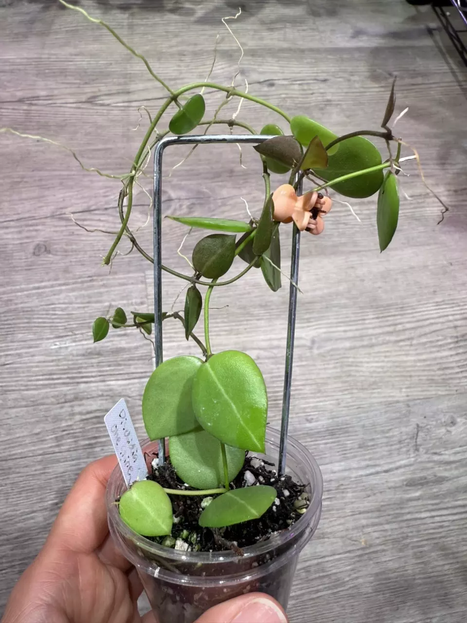 plant/Dischidia one stripe-0