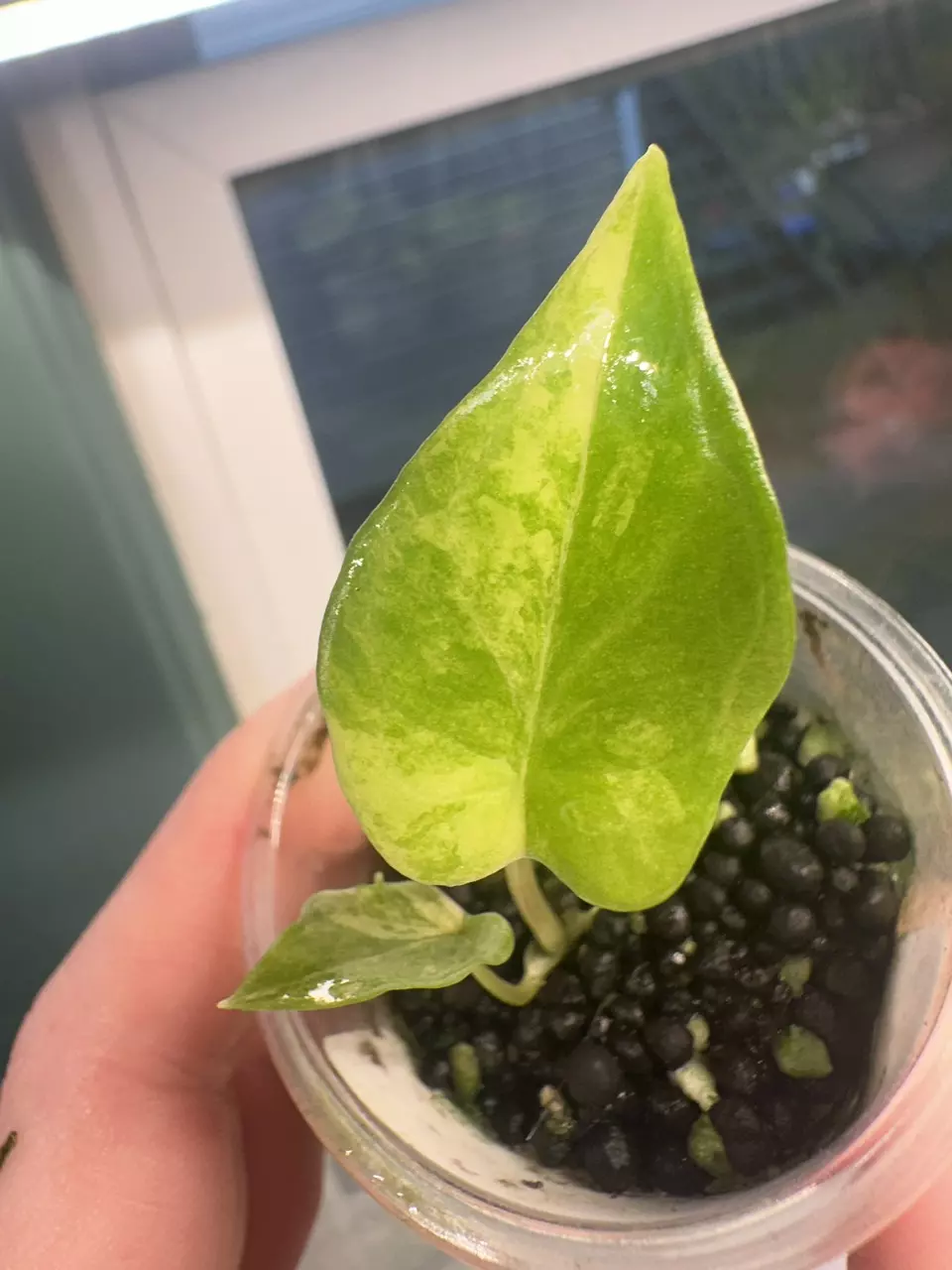 plant/Alocasia Scalprum Aurea-0