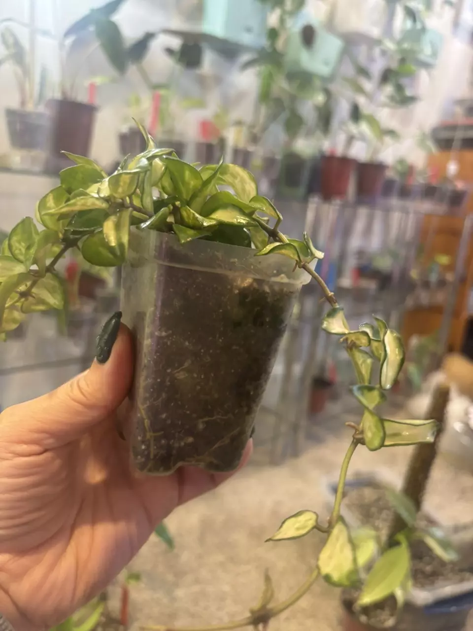 plant/Hoya lacunosa tri color Bruno-4